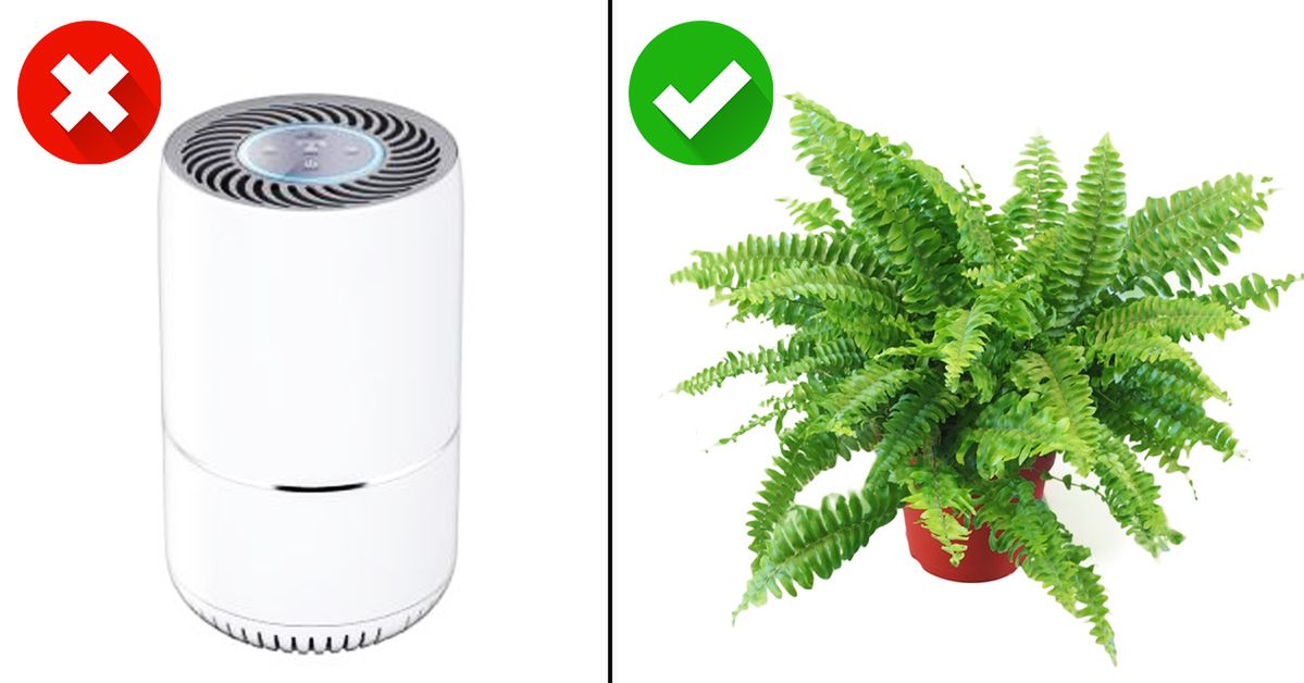 Air-Purifying Plants - 10 Potted Plants for Home Use