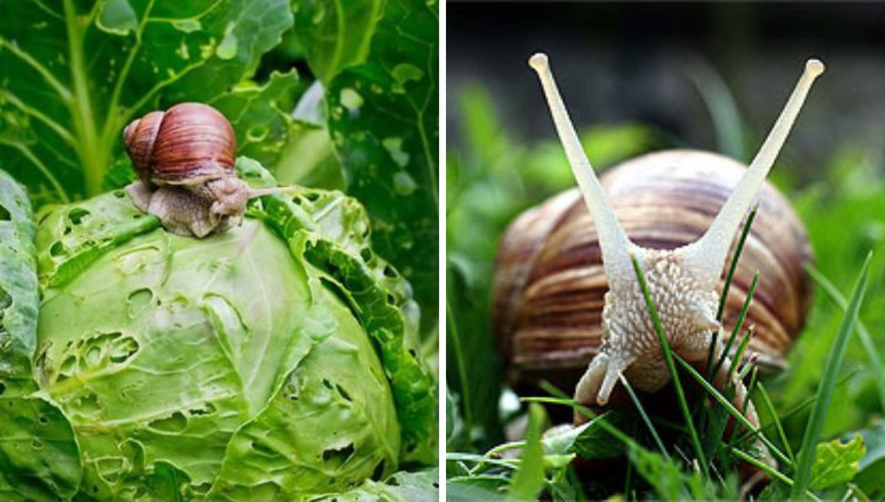 Sposób na ślimaki w ogrodzie, fot. Pinterest