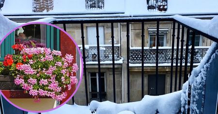 Nie wyrzucaj pelargonii do kosza. Przezimuj je w swoim domu i pozwól zakwitnąć na wiosnę