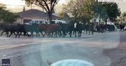 Stado krów uciekło z rzeźni i biegało po ulicach hrabstwa Los Angeles.