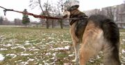 “Ważne, żebyśmy byli wsparciem i opoką dla zwierząt”. W nocą sylwestrową nie używaj fajerwerków