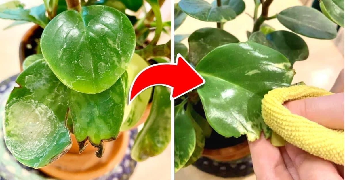 6 Quick Ways to Remove Dust from Leaves of Potted Plants. They Will Soon Shine Again!