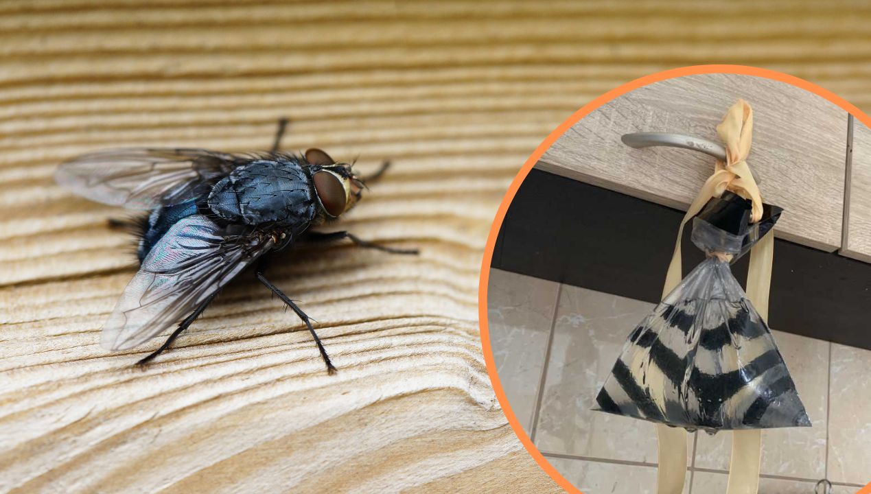 Jak odstraszyć muchy domowym sposobem? fot. Freepik