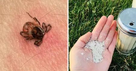 Naturalny sposób na kleszcze w ogrodzie. Wystarczy rozsypać go po roślinach i jest święty spokój