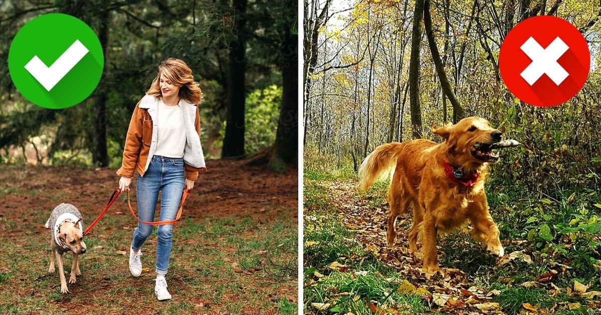 Pies w lesie tylko na smyczy! 7 powodów, które powinny przekonać każdego właściciela czworonogów