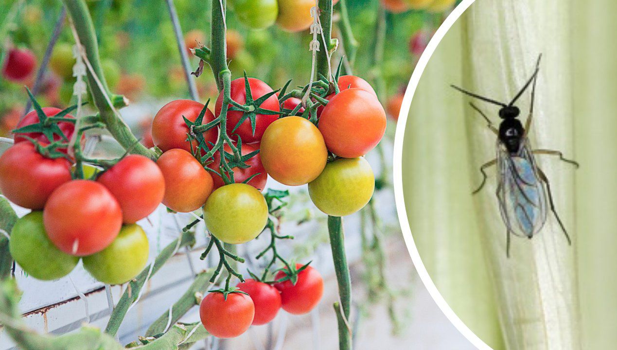 Czarne muszki na pomidorach to sygnał alarmowy. Musisz działać, inaczej stracisz uprawę!