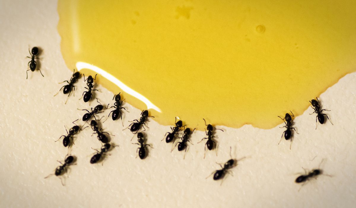 Sposoby na mrówki - Pyszności; foto: Canva