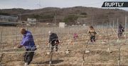 Wino z Fukushimy. Na terenie ewakuowanym po katastrofie elektrowni atomowej powstała winnica