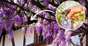 Zbliża się termin ważnego zabiegu. Od niego zależy czy wisteria obsypie się kwiatami