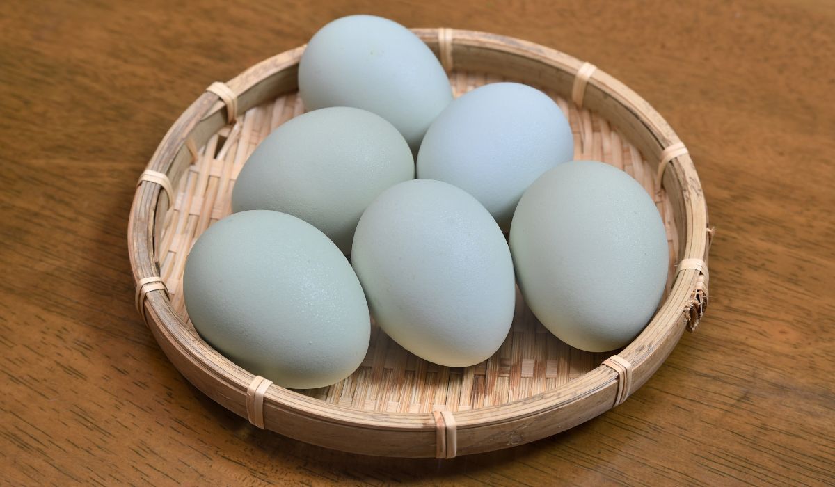 Niektóre kury składają niebieskie jajka - Pyszności; foto: Canva