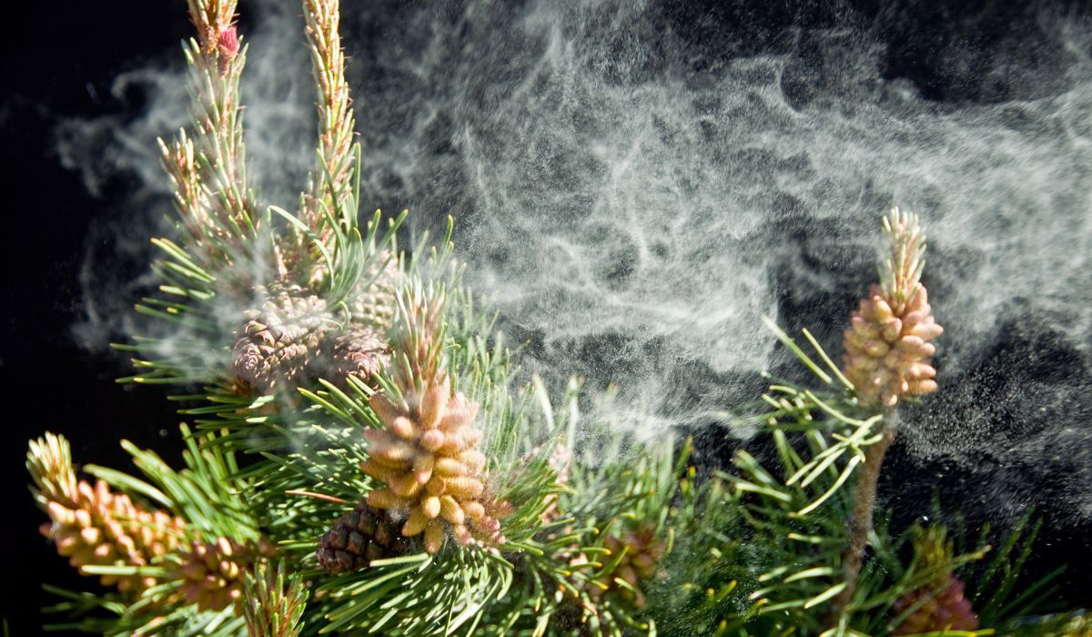 Pyłek sosny to ważna pozycja chińskiej medycyny naturalnej - Pyszności; foto: Canva