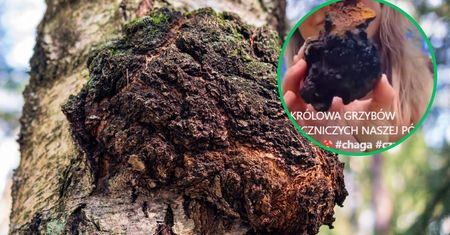 W internecie 500 zł za kilogram, a w lesie za darmo. Leczniczy grzyb, który wygląda jak spalona kora