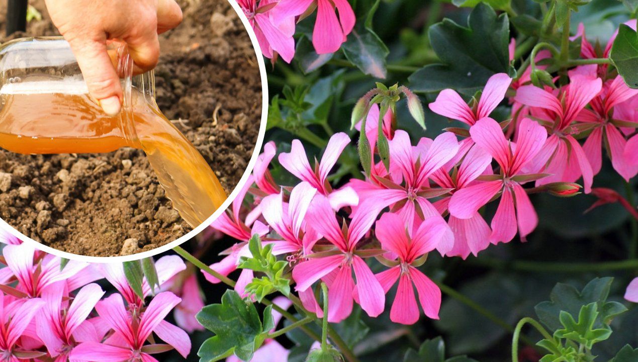 Jak wspomóc kwitnienie pelargonii? Fot. Freepik/Getty Images