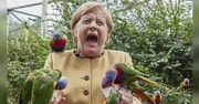 A. Merkel karmiła papugi, jedna z nich ją dziobnęła. Już jutro wybory do Bundestagu