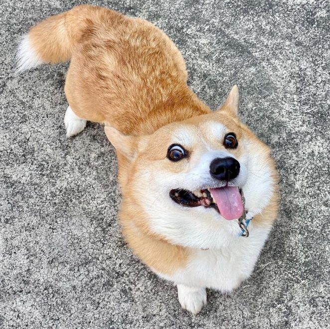 instagram-genthecorgi