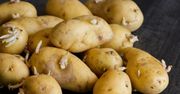 Czy można jeść kiełkujące ziemniaki? Ekspertka nie ma wątpliwości