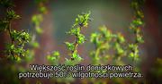 Jak dbać o rośliny domowe zimą?