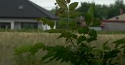 Postrzelił syna z wiatrówki w głowę. Celował w drzewo