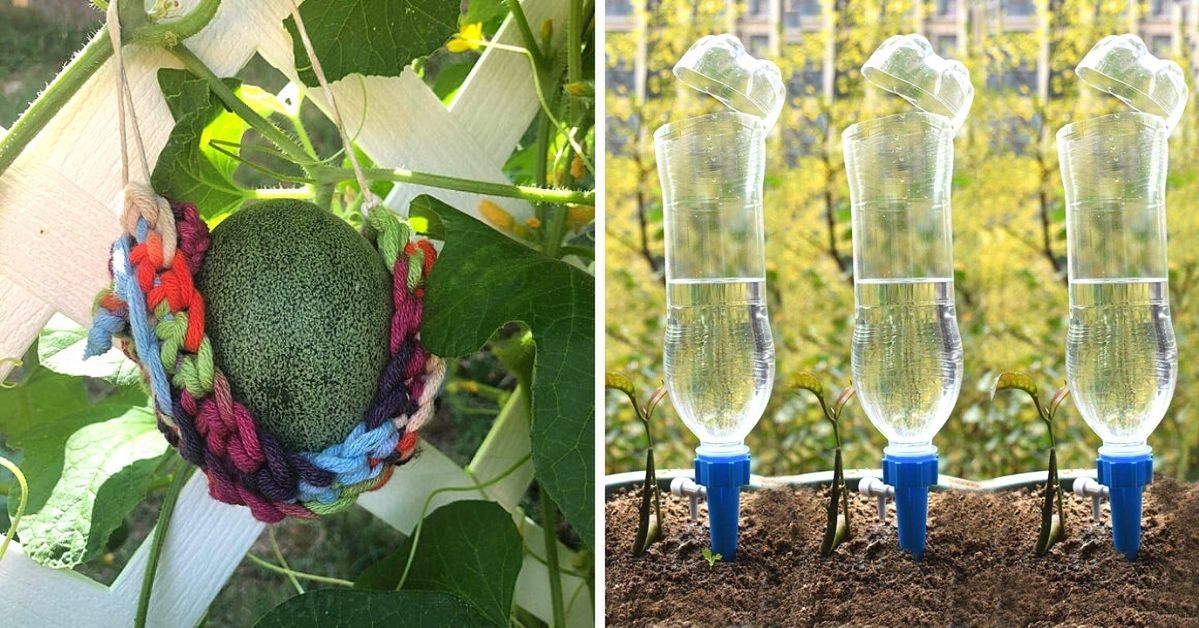 23 Passionate Plant and Vegetable Growers Share Their Gardening Hacks