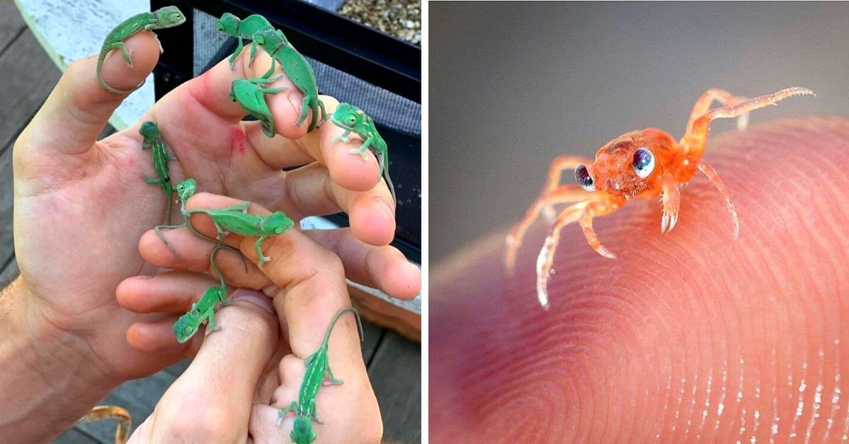 27 Tiny Animals that Could Easily Fit in the Palm of Your Hand