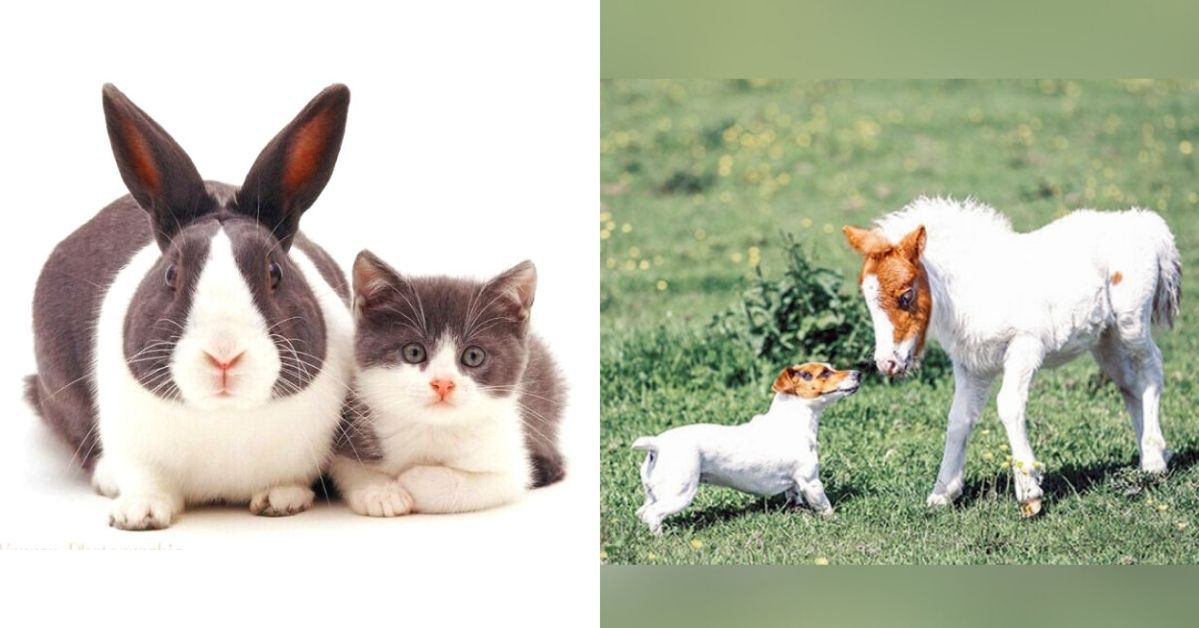 23 Pairs of Animals of Different Species So Similar You Might Confuse Them! Unusual Doubles in the Animal World