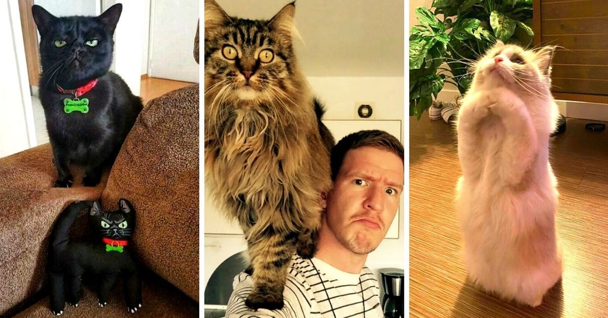 21 Hilarious Cat Photos That Will Make You Instantly Want a Furry Pet