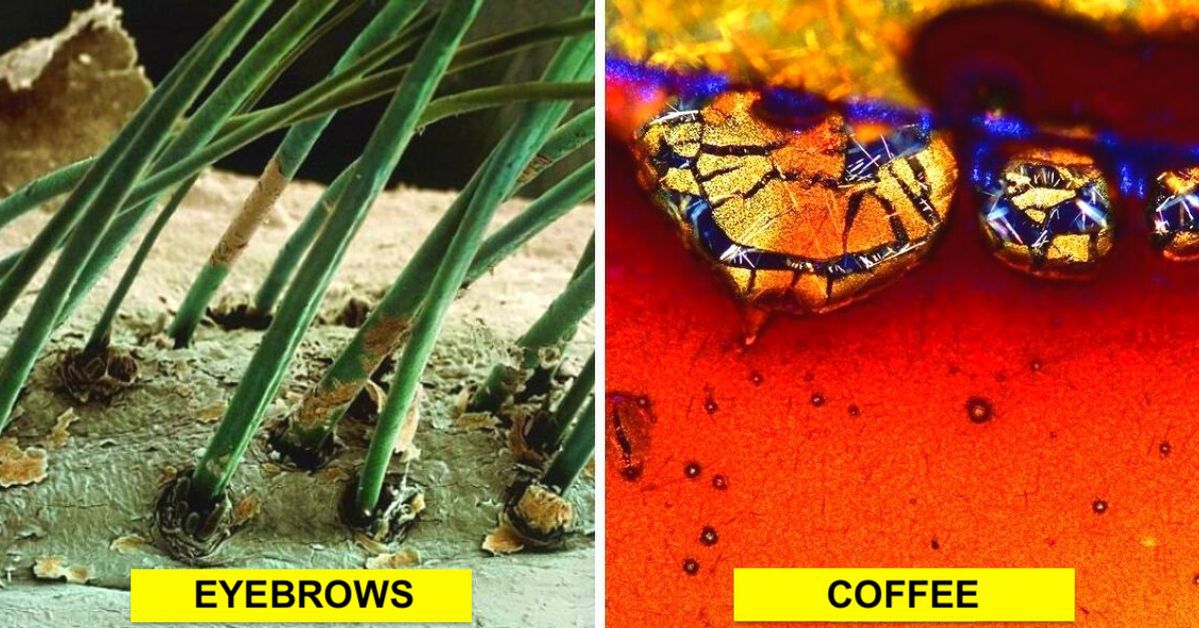 17 Ordinary Things That Look Extremely Impressive Under the Microscope