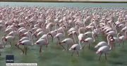 Hipnotyzujący widok. Stado flamingów na kazachskim jeziorze.