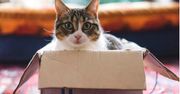 Mój kot nieustannie przesiaduje w kartonie. Już wiem dlaczego wybrał sobie puste pudełko