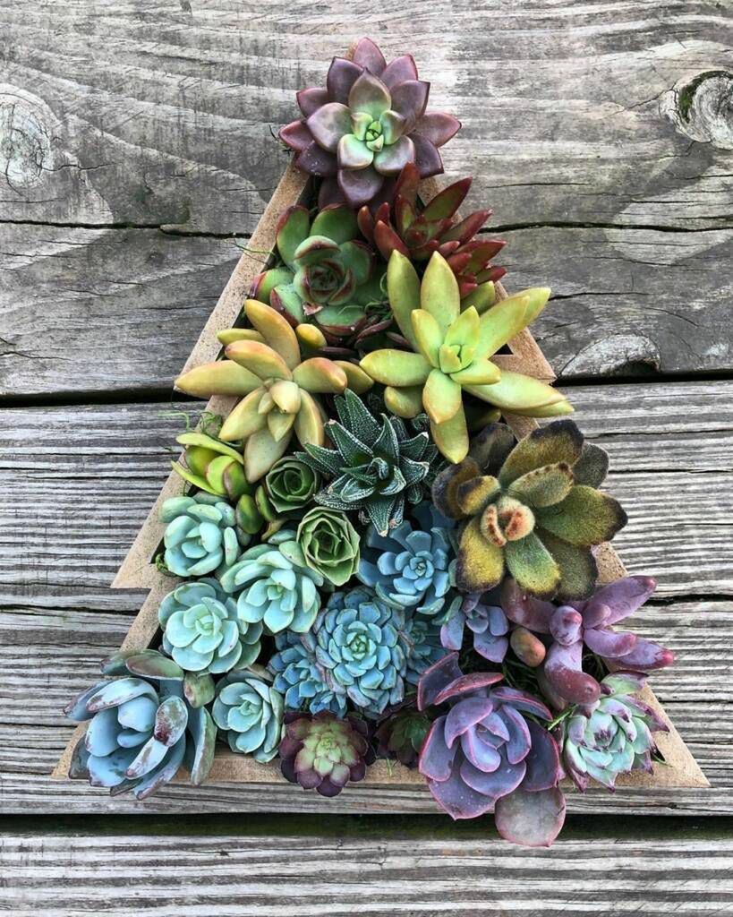 thesavagesucculent/instagram