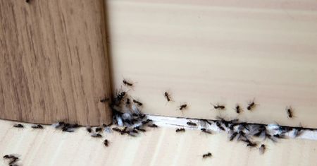Jak wytępić mrówki w domu? Przepis na domowy oprysk za mniej niż 2 zł