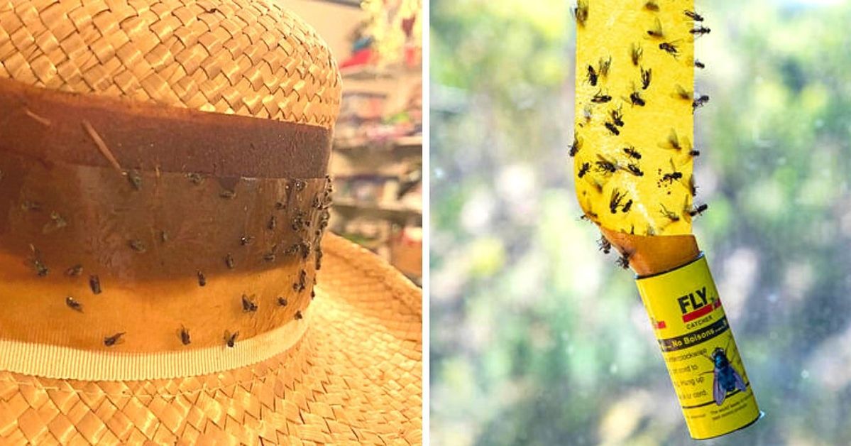 Sticky Tape Your Hat to Fend off a Fly Attack!