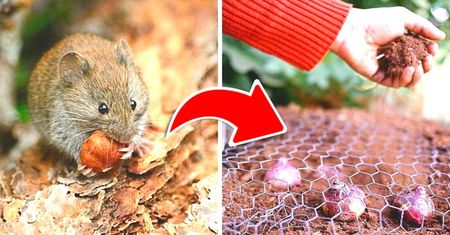 Jak pozbyć się nornic z ogrodu? 7 niezawodnych i naturalnych sposobów