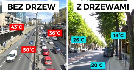 Oto jak drzewa obniżają temperaturę w mieście. Dzięki nim różnica jest ogromna