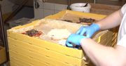 Rosną ceny chleba, zwłaszcza z małych piekarń. “Pracujemy ręcznie, a czynnik ludzki jest drogi”