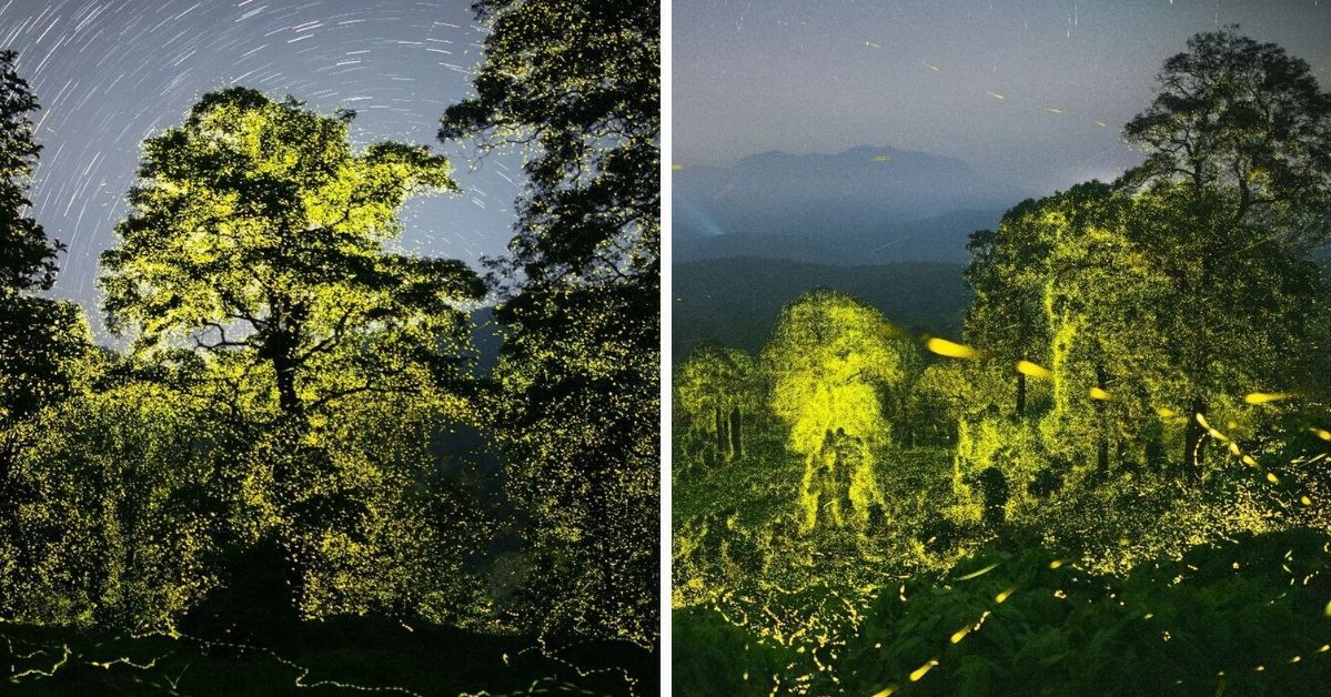 Synchroniczne migotanie świetlików. Fotograf uwiecznił na zdjęciach rozświetlony las