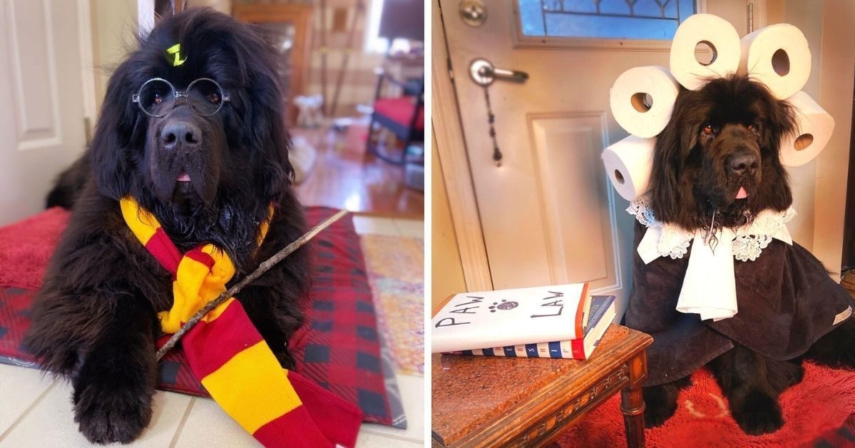 17 Photos From a Photo Session, Dog Gets a New Haircut and Disguise Every Day