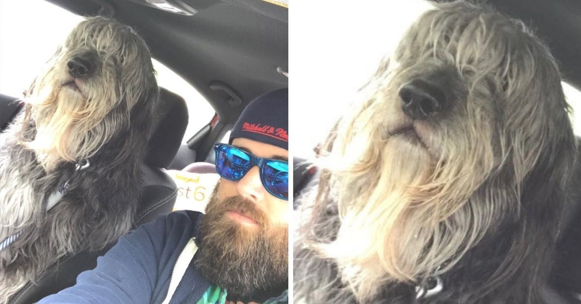 A Dog named Ben Riding in the Passenger Seat Feels &amp; Looks Awesome Next to His Owner