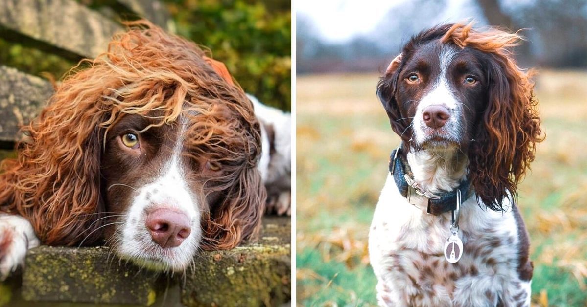 15 Photos of a Dog, With Hair for Many to Envy. One Lucky Owner