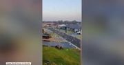 Scena jak z horroru. Stado kakadu opanowało jedną z ulic miasta.
