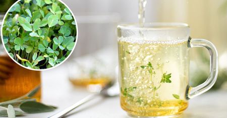 Wypij herbatkę z tego zioła tuż przed snem. Podkręca metabolizm i waga leci w dół