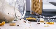 Kiedy do mojego domu wprowadzają się mrówki, to biegnę do apteki po jedną rzecz