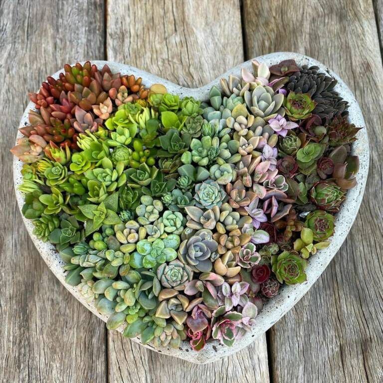 sicc_succulents/instagram