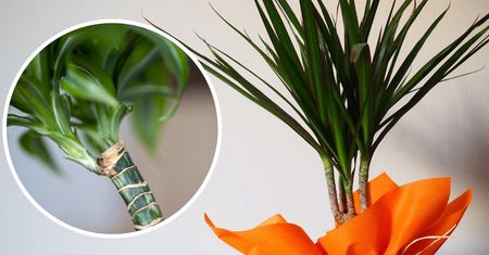 Tani przepis na nawóz, którego dracena uwielbia. Postawi na nogi nawet najsłabszy okaz