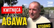 Kwitnąca agawa w Stobnie u pana Wojciecha