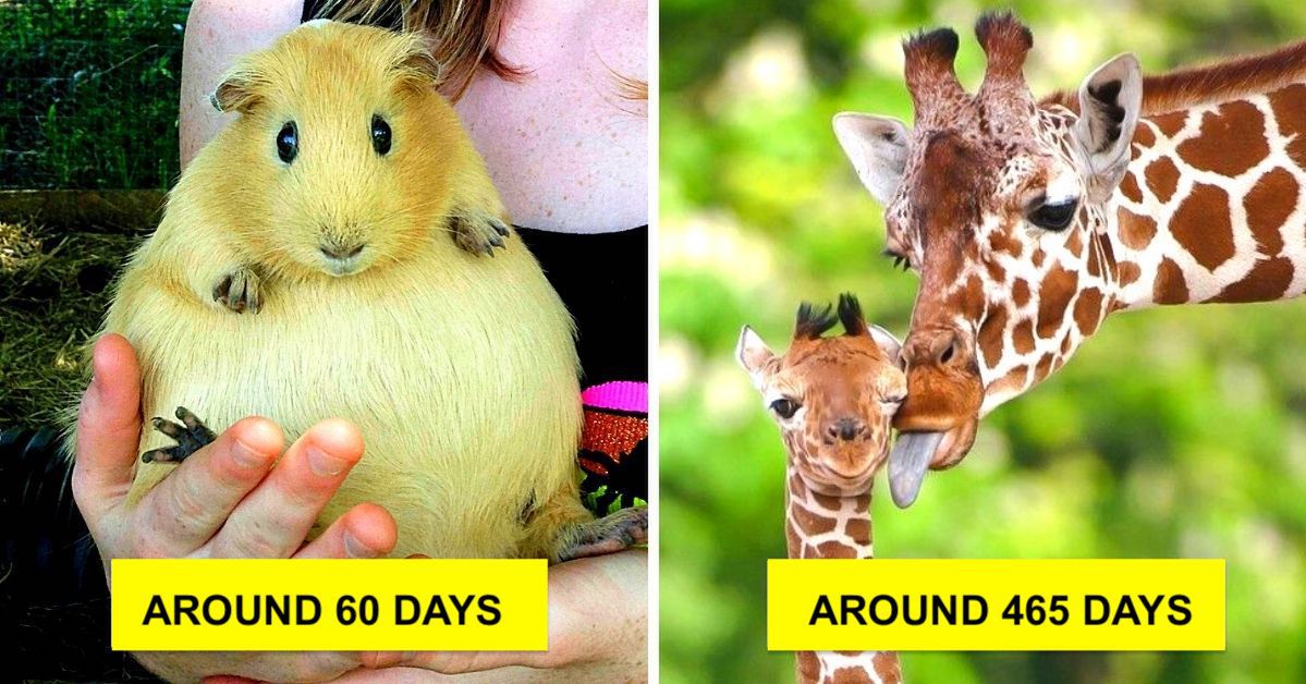 How Long Does Pregnancy Last in Animals? 15 Proofs that Mother Nature Knows What She's Doing