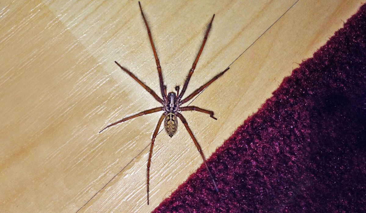 Banish unwanted houseguests: Ordinary items that can help rid your home of spiders