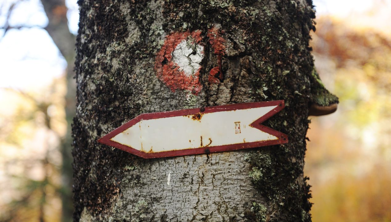 Kreski, kropki i linie. Co tak naprawdę oznaczają znaki na drzewach?