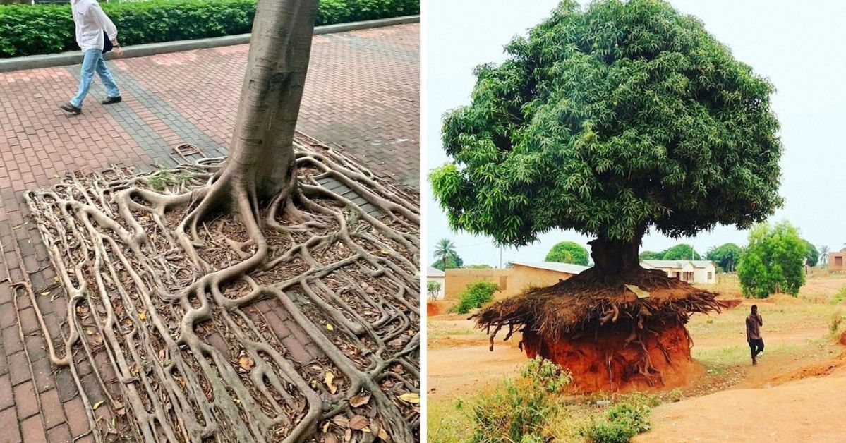 20 Trees That Can Survive Anything. Their Will to Live is Impressive