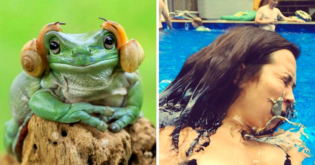 29 Crazy Frogs and Toads That Will Make Even the Saddest  Laugh Out Loud